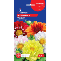 Насіння - Жоржина Райдуга, крупноквіткова, 0,3 г.