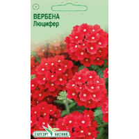 Насіння - Вербена Люцифер, 0,1 г.