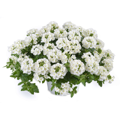 Семена - Вербена Пышка, гибридная, 0,1 г.