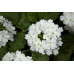 Семена - Вербена Пышка, гибридная, 0,1 г.
