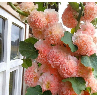 Семена - Мальва Розовая замша, махровая // 0,3 г.