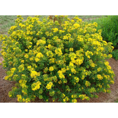 Насіння - Звіробій Звичайний, Hem Zaden (Нідерланди), 0,1 г. Насіння - Звіробій Звичайний, Hem Zaden (Нідерланди), 0,1 г.