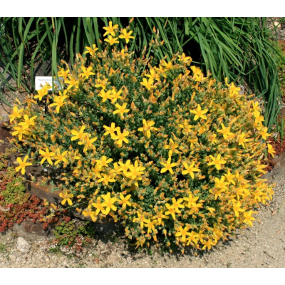 Насіння - Звіробій Звичайний, Hem Zaden (Нідерланди), 0,1 г. Насіння - Звіробій Звичайний, Hem Zaden (Нідерланди), 0,1 г.