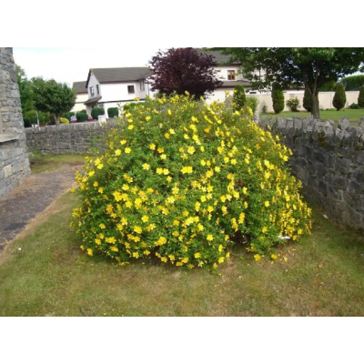 Насіння - Звіробій Звичайний, Hem Zaden (Нідерланди), 0,1 г. Насіння - Звіробій Звичайний, Hem Zaden (Нідерланди), 0,1 г.