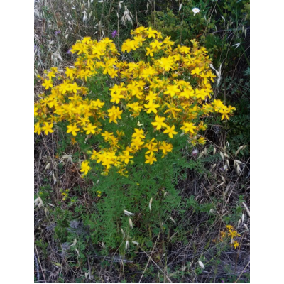 Насіння - Звіробій Звичайний, Hem Zaden (Нідерланди), 0,1 г. Насіння - Звіробій Звичайний, Hem Zaden (Нідерланди), 0,1 г.