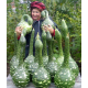 Семена - Лагенария Кобра, 5 шт.