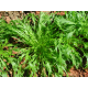 Семена - Мизуна Японская Зеленая, 0,5 г.