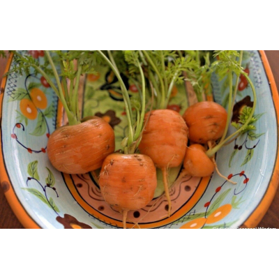 Семена - Морковь  Парижский рынок, Satimex (Германия), 1 г. 