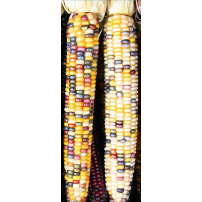 Насіння - Кукурудза Амеро, декоративна // 10 шт.