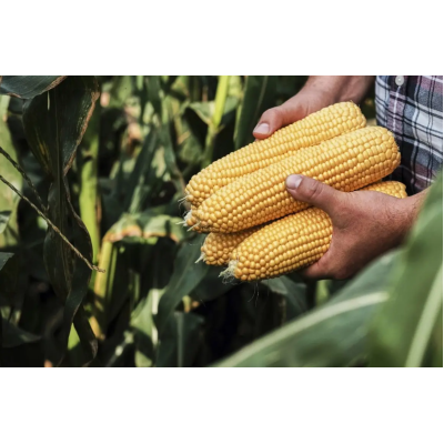 Семена - Кукуруза Тайсон F1, Syngenta (Голландия), 20 шт.