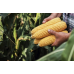 Семена - Кукуруза Тайсон F1, Syngenta (Голландия), 20 шт.
