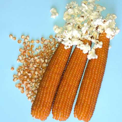 Насіння - Кукурудза Естрелла F1, попкорн, Lark Seeds (США), 20 шт.