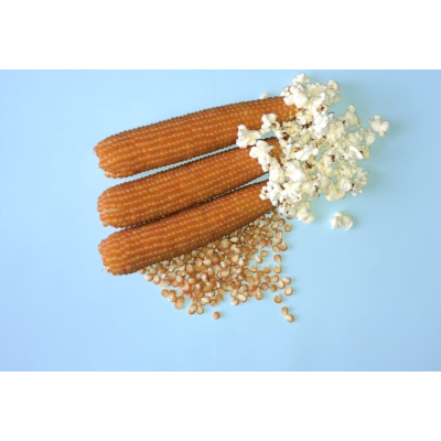 Насіння - Кукурудза Естрелла F1, попкорн, Lark Seeds (США), 20 шт.