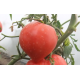 Семена - Томат Буденовка красная, 0,1 г.