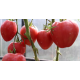 Семена - Томат Кардинал, 0,1 г.