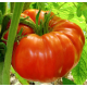 Семена - Томат Ричиоло F1, United Genetics (Италия), 10 шт.