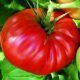 Семена - Томат Ричиоло F1, United Genetics (Италия), 10 шт.