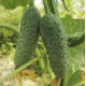 Семена - Огурец Грин пик F1, United Genetics (Италия), 10 шт.