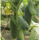 Семена - Огурец Грин пик F1, United Genetics (Италия), 10 шт.