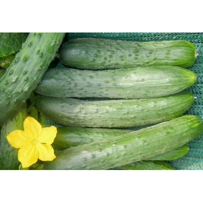 Насіння - Огірок Ловелі F1, NongWoo Bio (Корея), 10 шт.