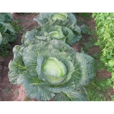 Семена - Капуста б/к Агрессор F1, Syngenta (Голландия), 20 шт.