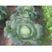 Семена - Капуста б/к Агрессор F1, Syngenta (Голландия), 20 шт.