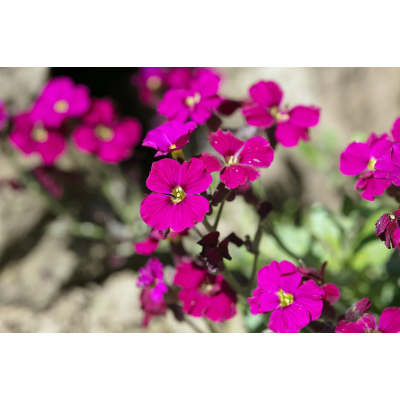 Насіння - Аубрієта Розово-фіолетовий каскад багаторічна, 0,1 г Насіння - Аубрієта Розово-фіолетовий каскад багаторічна, 0,1 г