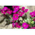Насіння - Аубрієта Розово-фіолетовий каскад багаторічна, 0,1 г