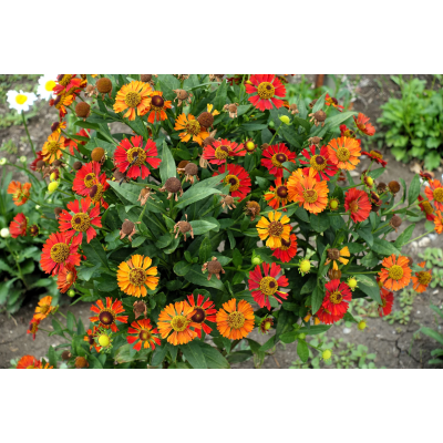 Семена - Гелениум осенний смесь, 0,1 г Семена - Гелениум осенний смесь, 0,1 г