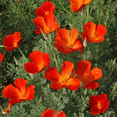 Насіння - Ешшольція каліфорнійська помаранчева, 0,3 г Насіння - Ешшольція каліфорнійська помаранчева, 0,3 г