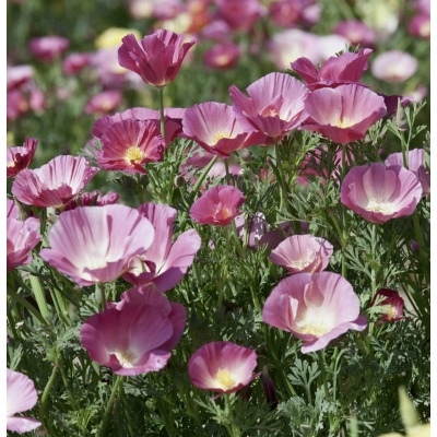 Насіння - Ешшольція каліфорнійська пурпурна, 0,3 г