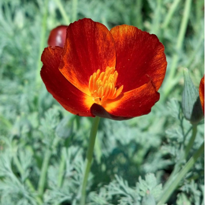 Насіння - Ешшольція каліфорнійська Червоний Шифон, 0,3 г Насіння - Ешшольція каліфорнійська Червоний Шифон, 0,3 г