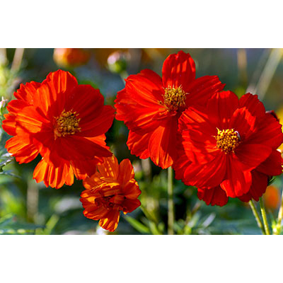 Насіння - Космея червона, 0,5 г