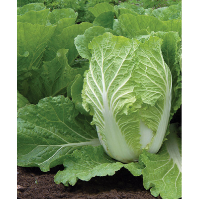 Насіння - Капуста пекінська Мереживо, 0,5 г