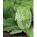 Насіння - Капуста пекінська Мереживо, 0,5 г