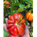 Насіння - Томат Етуаль, 0,1 г