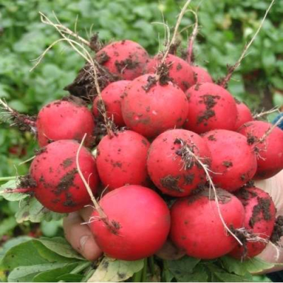 Семена на ленте - Редис Фараон, 5 м/ 150 шт