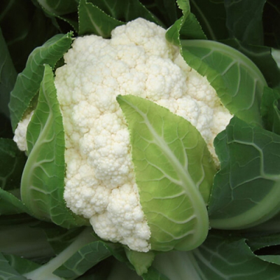 Семена - Капуста цв. Патриот, 100 шт.