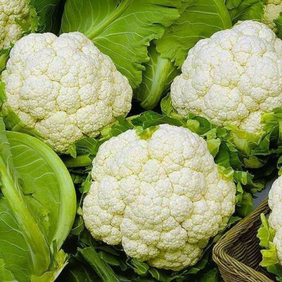 Семена - Капуста цв. Патриот, 100 шт.