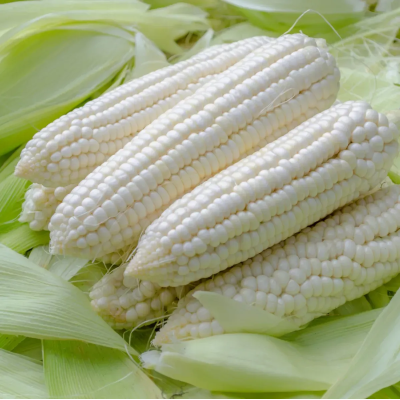 Семена - Кукуруза Николь F1 сахарная, Clause (Франция), 15 шт.