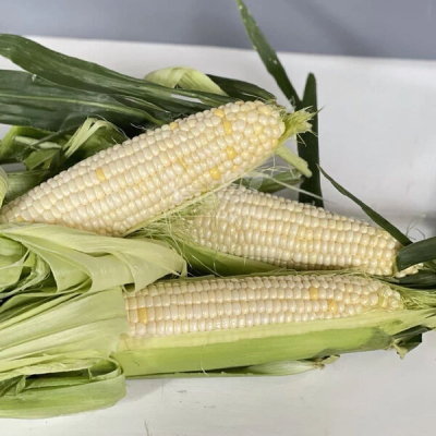 Семена - Кукуруза Николь F1 сахарная, Clause (Франция), 15 шт.