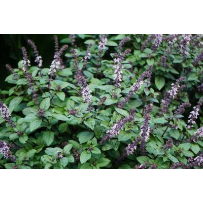 Семена - Базилик американский Голубые специи, Хем Заден, Нидерланды, 0,5 г  