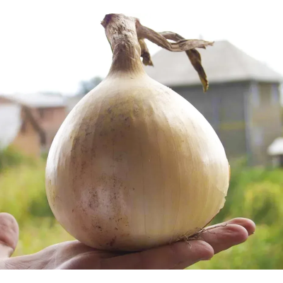 Семена - Лук репчатый Эксибишен салатный, Bejo Zaden (Нидерланды), 0,5 г