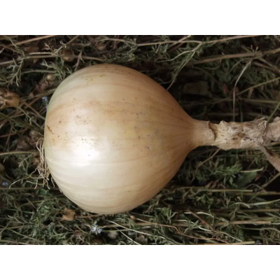 Семена - Лук репчатый Эксибишен салатный, Bejo Zaden (Нидерланды), 0,5 г