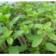 Насіння - Майоран садовий, 0,2 г.