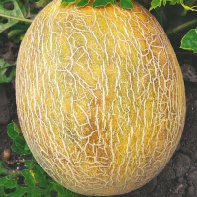Семена - Дыня Ананас, Tezier (Франция), 0,5 г.