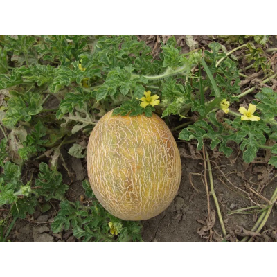 Семена - Дыня Ананас, Tezier (Франция), 0,5 г.