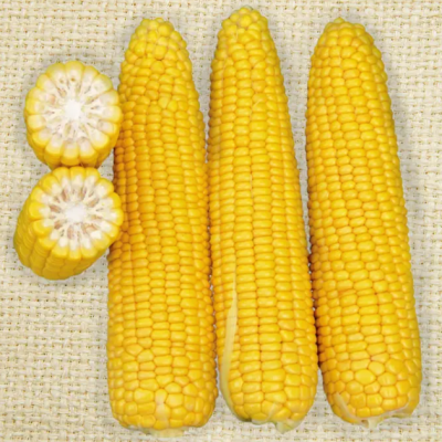 Насіння - Кукурудза Добриня F1, Lark Seeds (США), 15 шт.