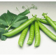 Семена - Горох Сомервуд, Syngenta (Нидерланды), 50 шт.