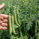 Семена - Горох Сомервуд, Syngenta (Нидерланды), 50 шт.